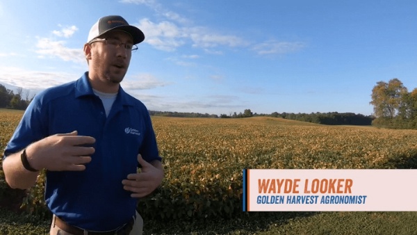 Agronomist Wayde Looker