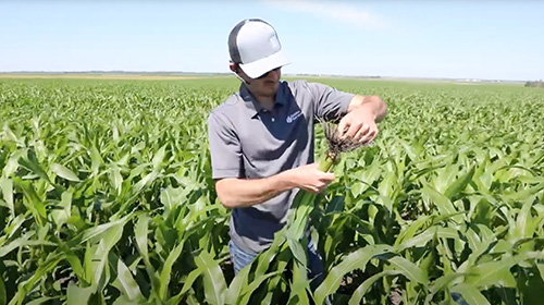 Service 365 Helps Farmers Grow Strong Crops
