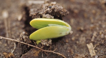 Adjust Seeding Rates For Delayed Soybean Planting