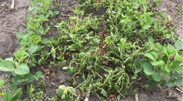 Soybean Herbicide Trait Comparisons