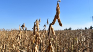 Soybean Traits For Weed Management