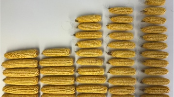 Seeding Rate Management To Optimize Corn Yields