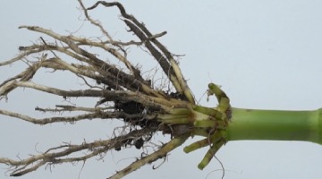 Not Your Dad’s Corn Rootworm