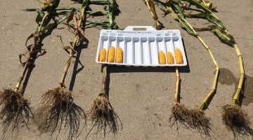 Accessing Corn Rootworm With Agrisure Duracade