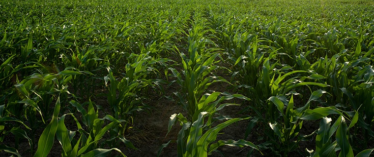 Rows of corn