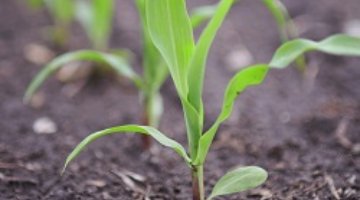 Nitrogen And Sulfur Sidedress Applications Response In Corn